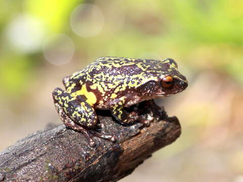 Image of Koadaikanal Bush Frog