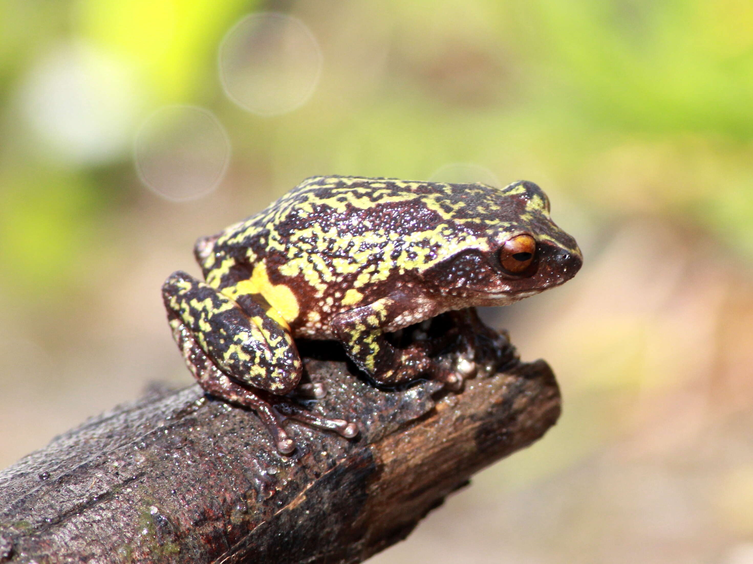 Image of Koadaikanal Bush Frog