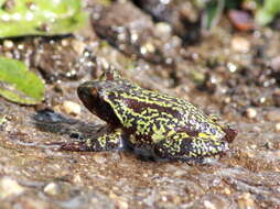 Image of Koadaikanal Bush Frog