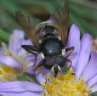 Image of Sericomyia militaris Walker 1849