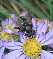 Image of Sericomyia militaris Walker 1849