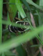 Image of Sericomyia militaris Walker 1849