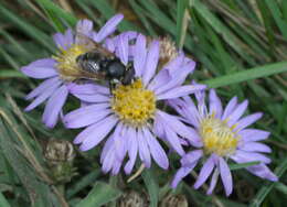 Image of Sericomyia militaris Walker 1849