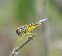 Image of Common Oblique Syrphid