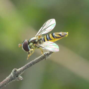 Image of Common Oblique Syrphid