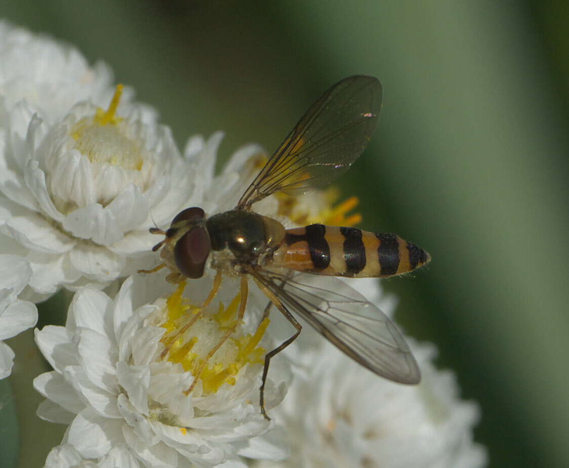 Image of Banded Meliscaeva