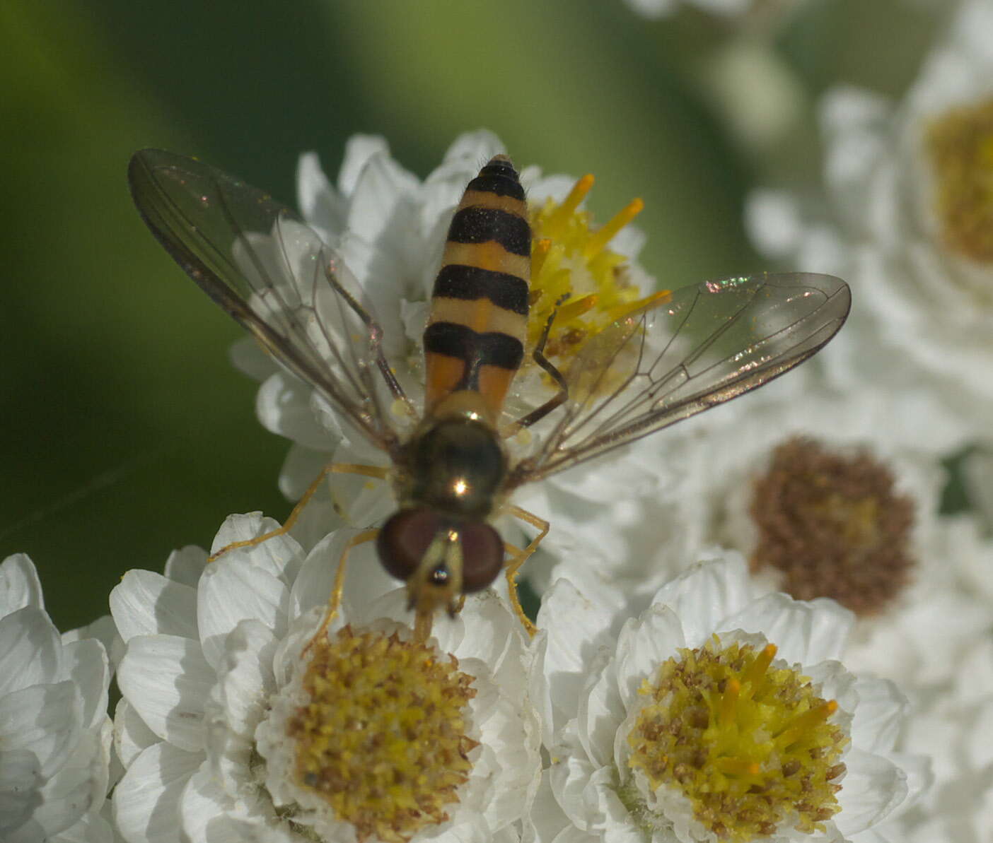 Image of Banded Meliscaeva