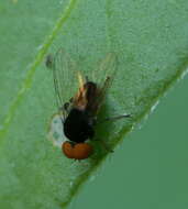 Image of flat-footed flies