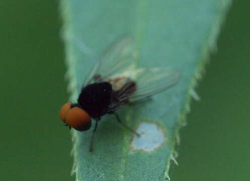 Image of flat-footed flies