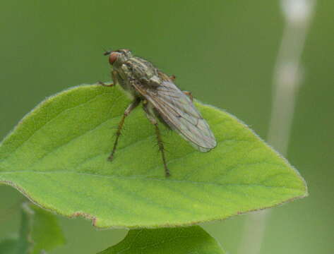 Image of dung-flies