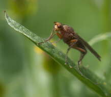 Image of dung-flies