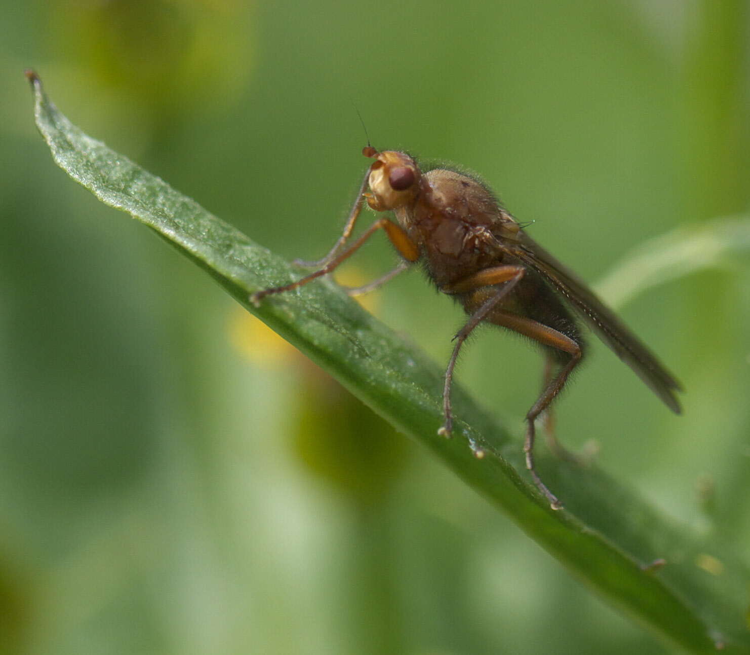 Image of dung-flies