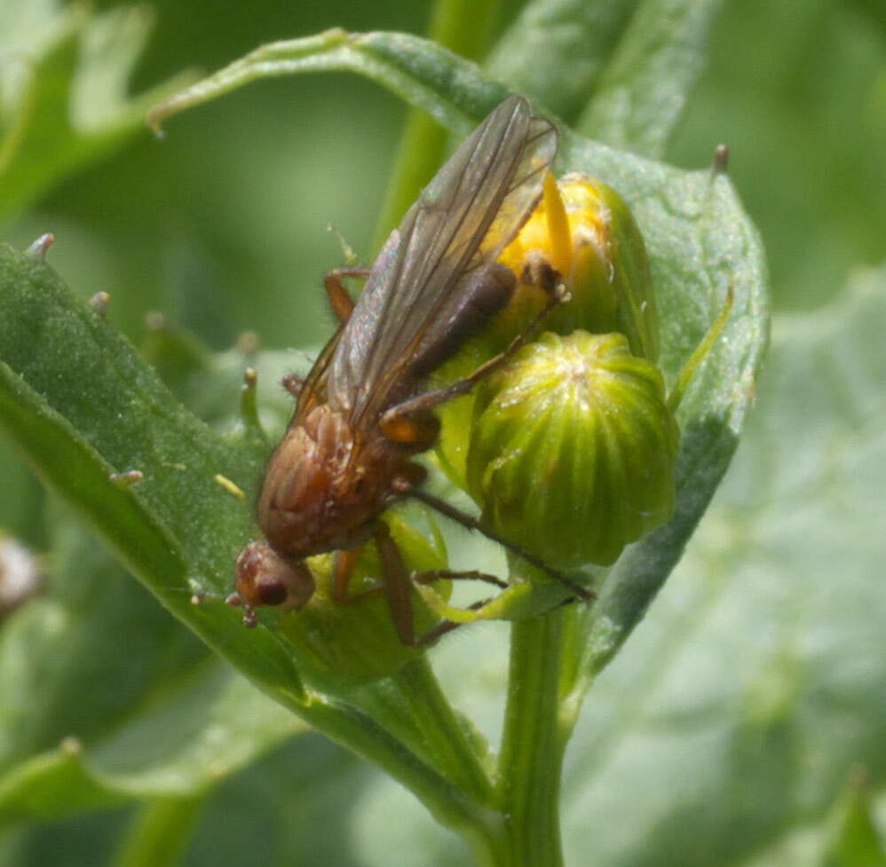 Image of dung-flies