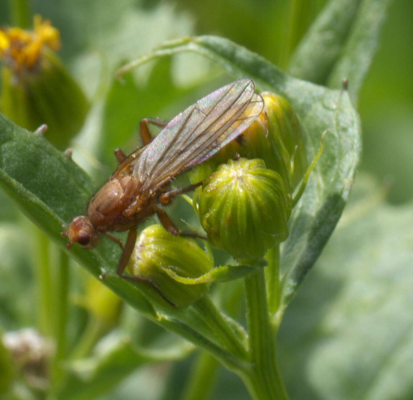 Image of dung-flies