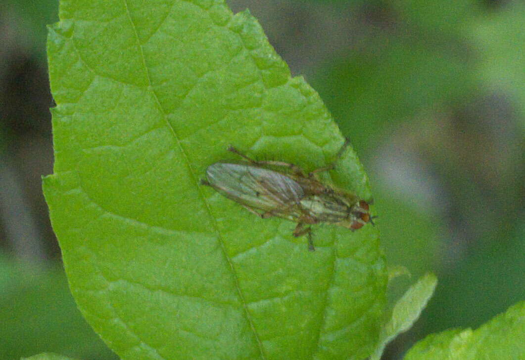 Image of dung-flies