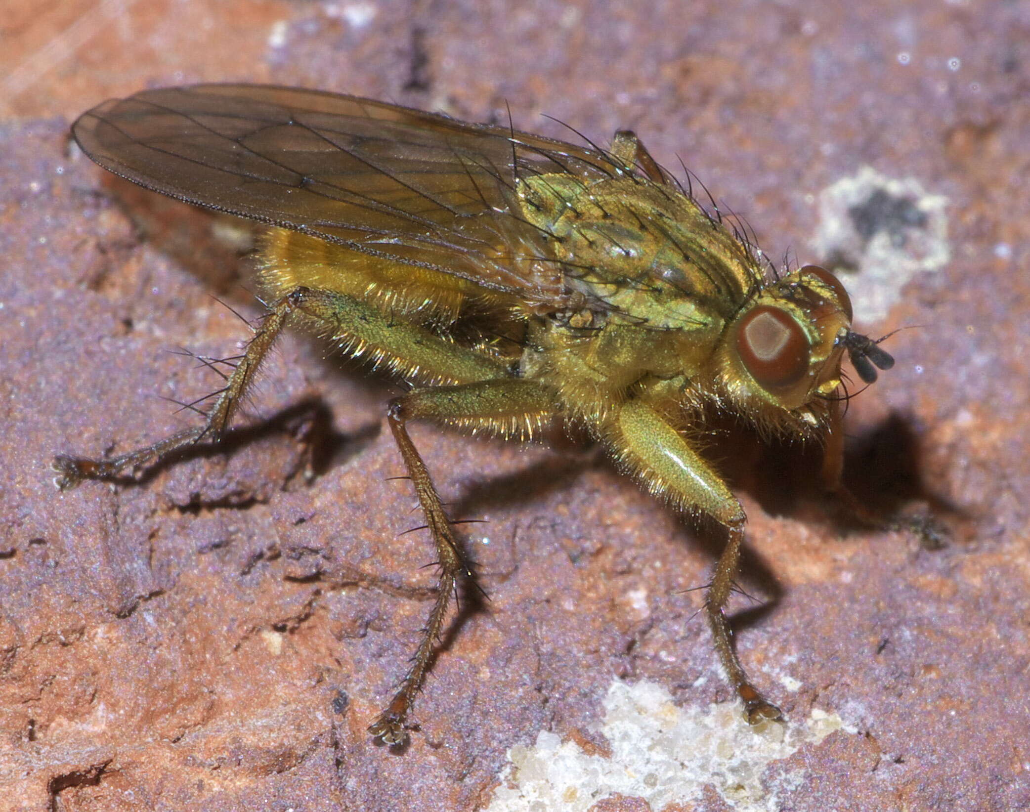 Image of Scathophaga stercoraria (Linnaeus 1758)