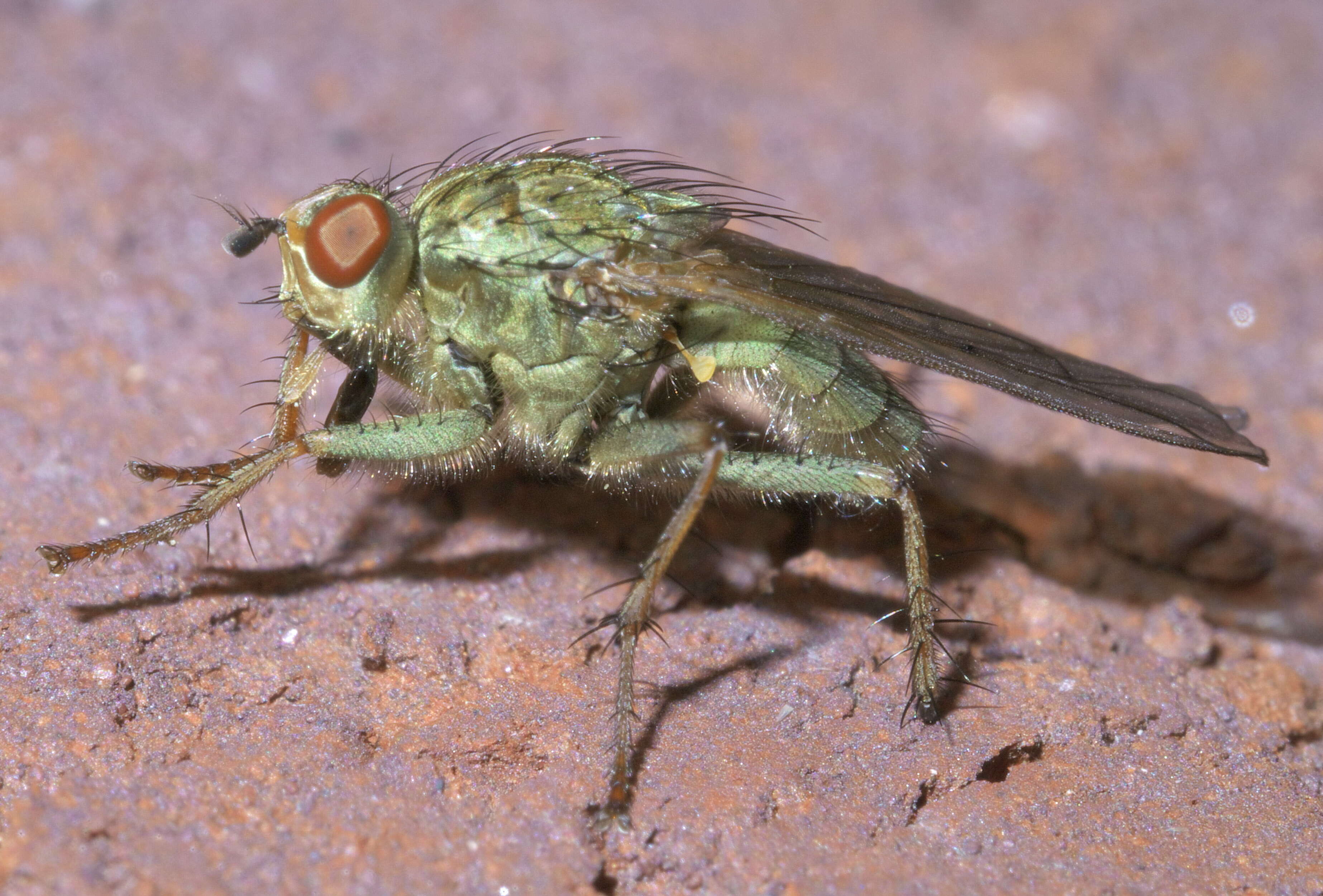 Image of Scathophaga stercoraria (Linnaeus 1758)