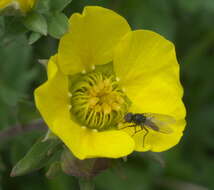 Image of root-maggot flies