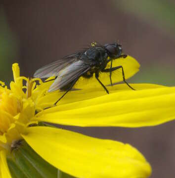 Image of root-maggot flies