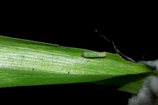 Image of Ypthima tabella