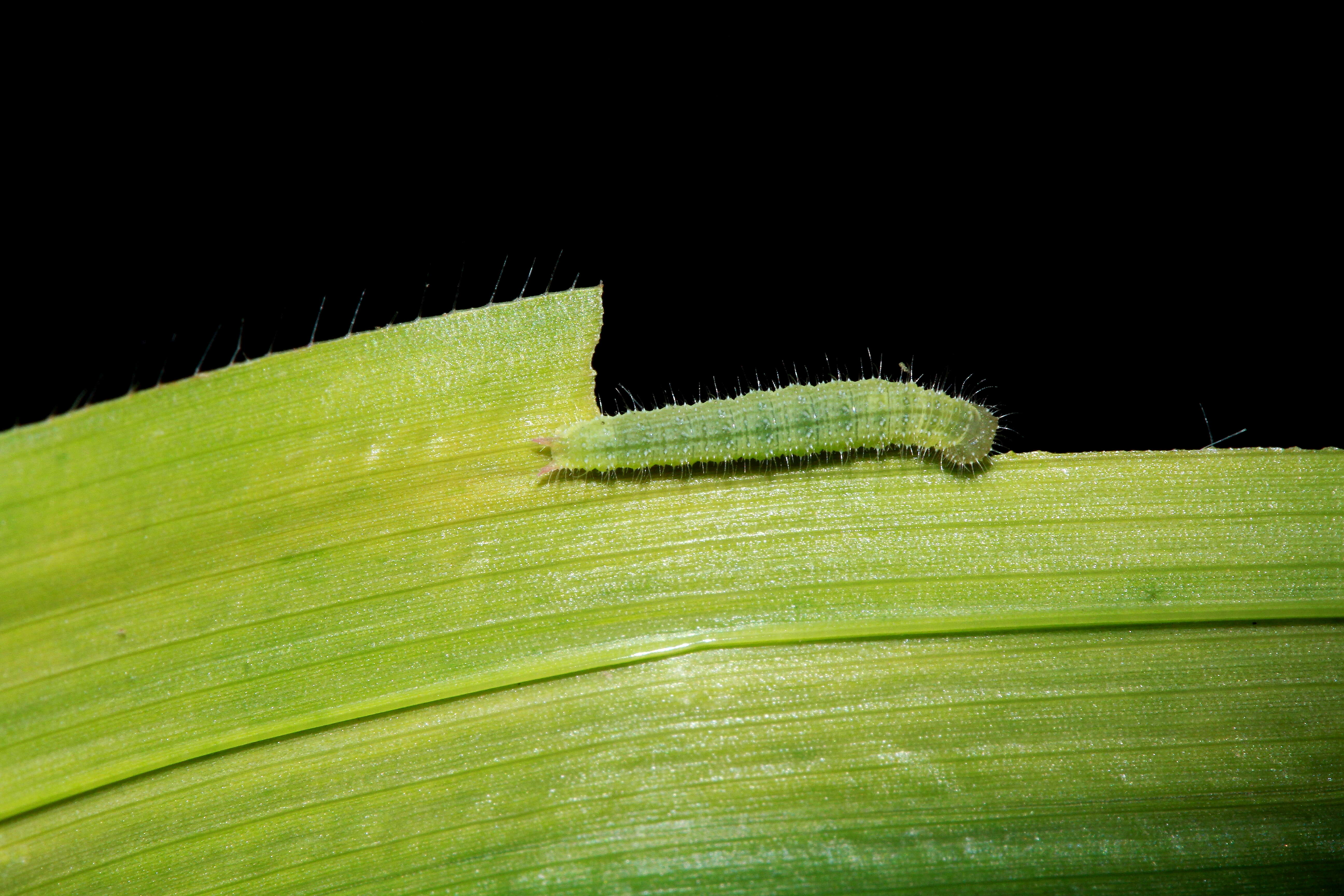 Image of Ypthima tabella