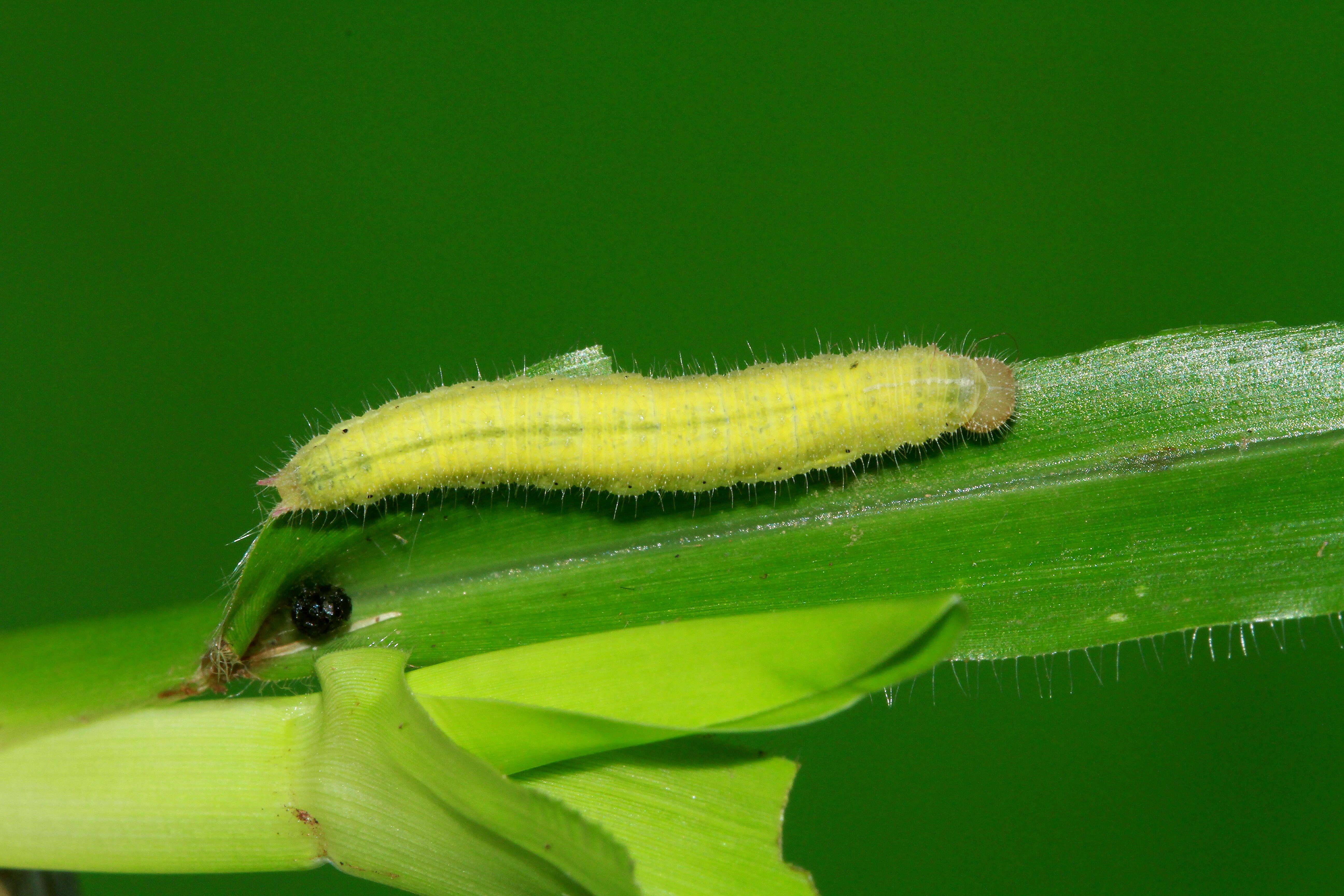 Image of Ypthima tabella