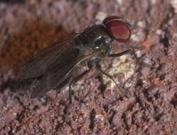 Image of latrine flies