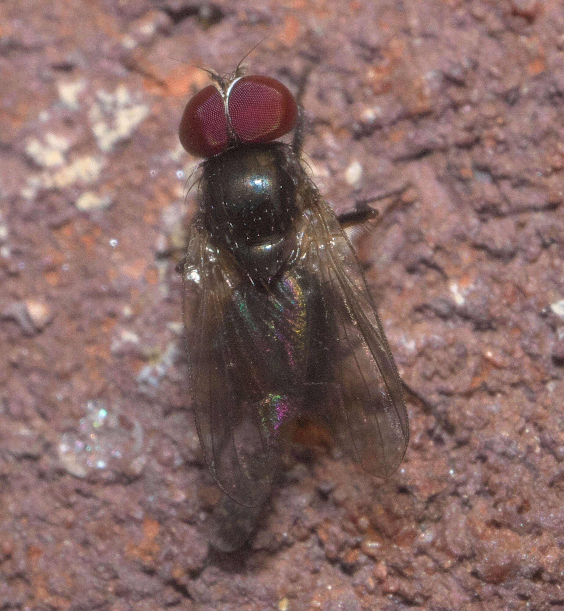 Image of latrine flies