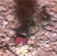 Image of latrine flies
