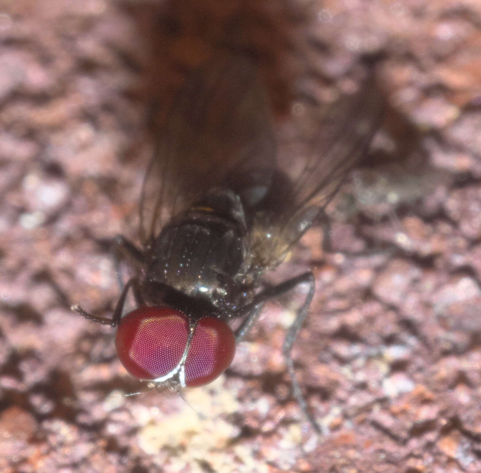 Image of latrine flies