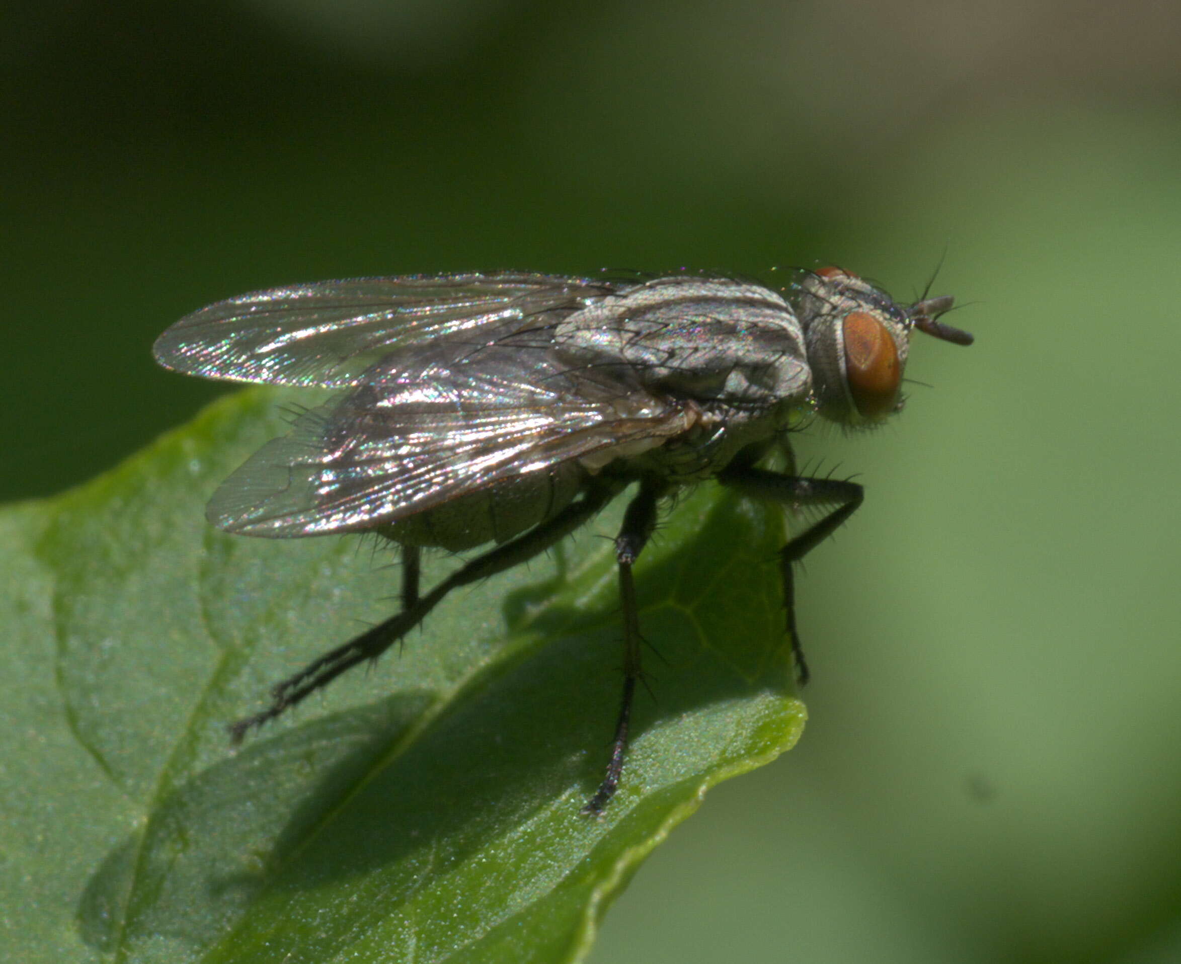 Image of flesh flies