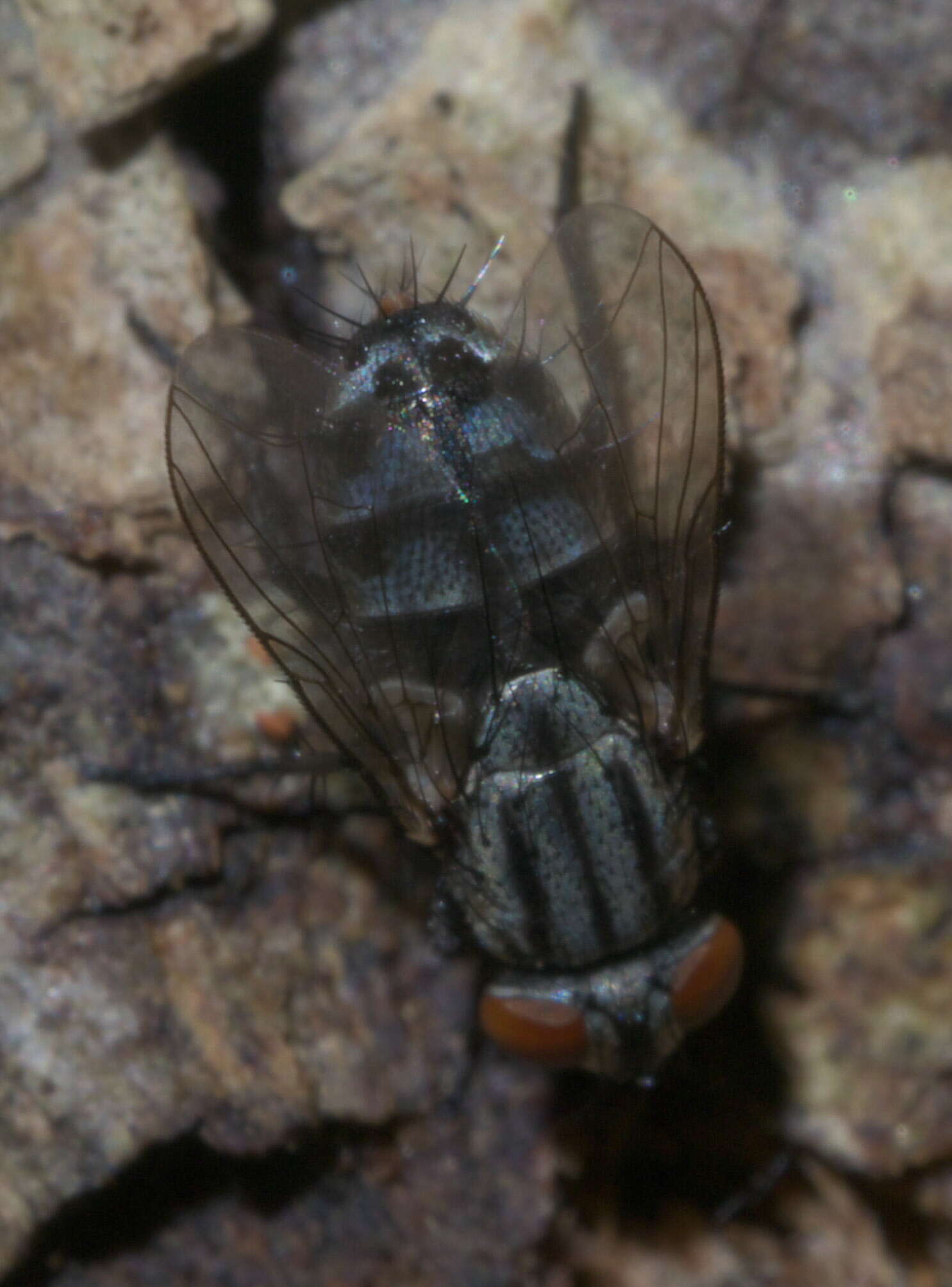 Image of flesh flies