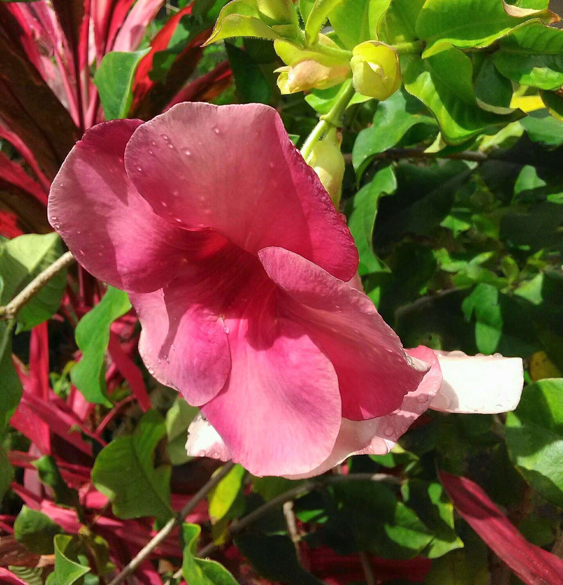 Image of purple allamanda