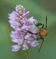 صورة Trichopoda pennipes (Fabricius 1781)