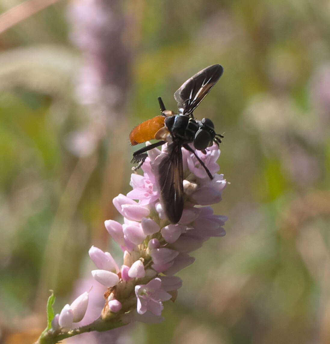 صورة Trichopoda pennipes (Fabricius 1781)