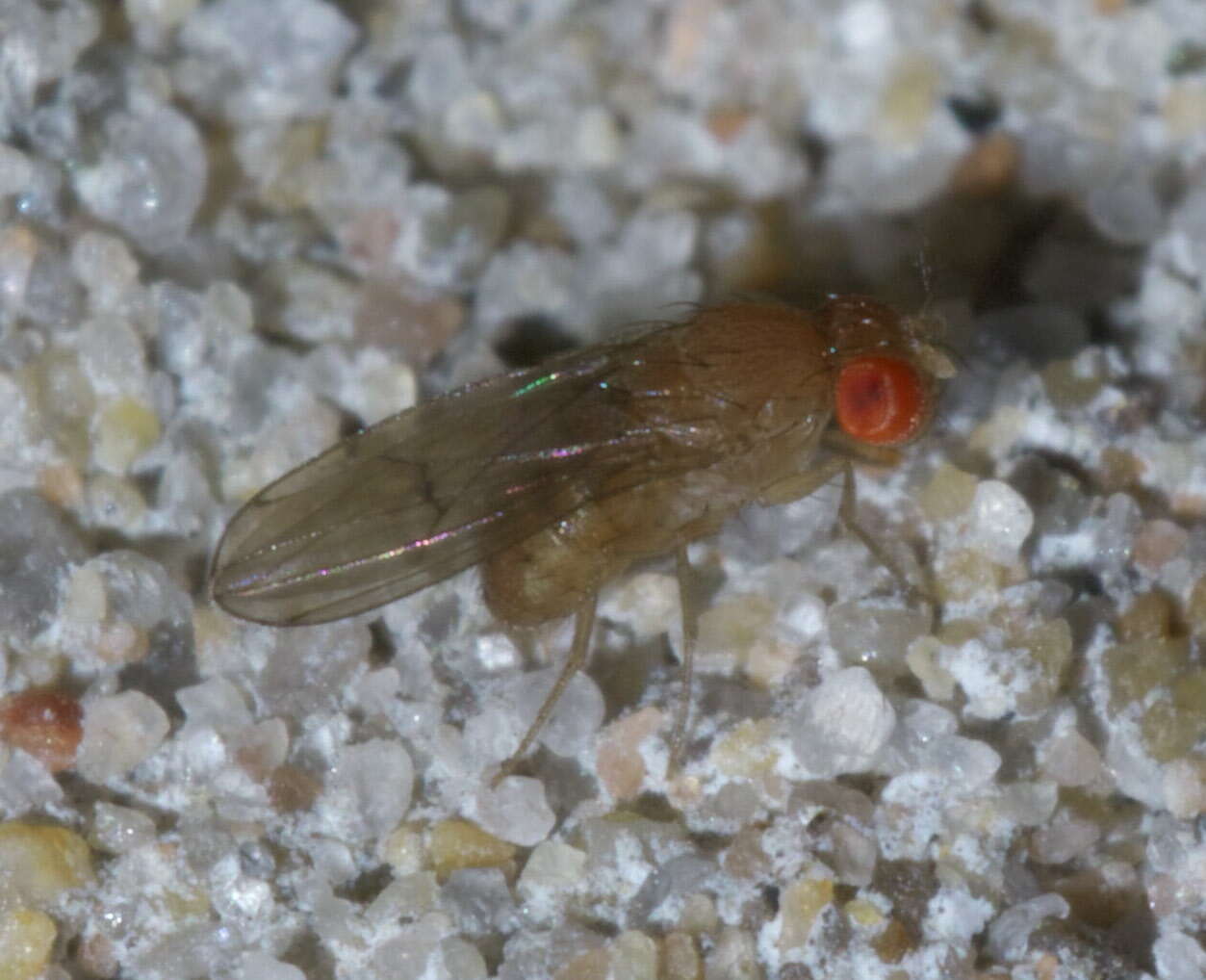 Image of fruit fly