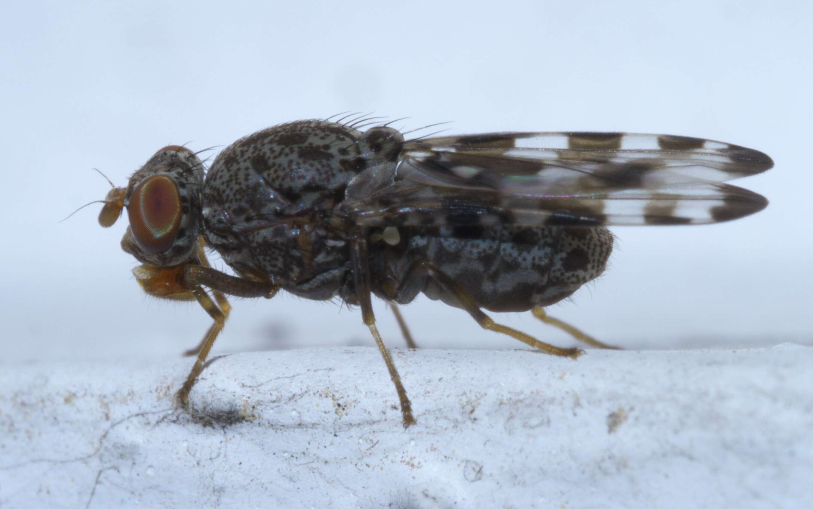 Image of Pseudotephritis approximata Banks 1914