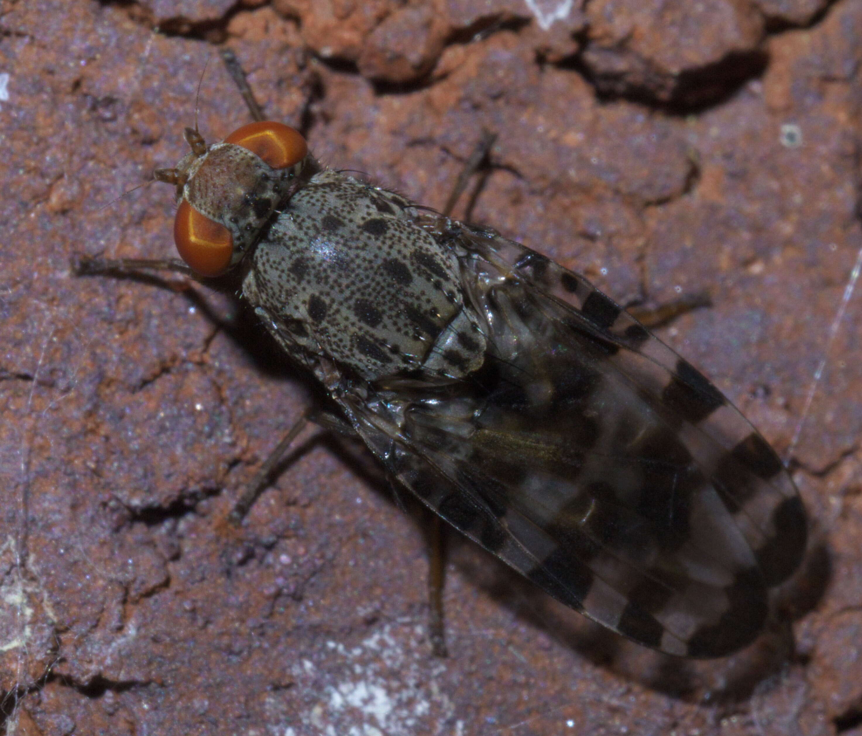 Plancia ëd Pseudotephritis approximata Banks 1914