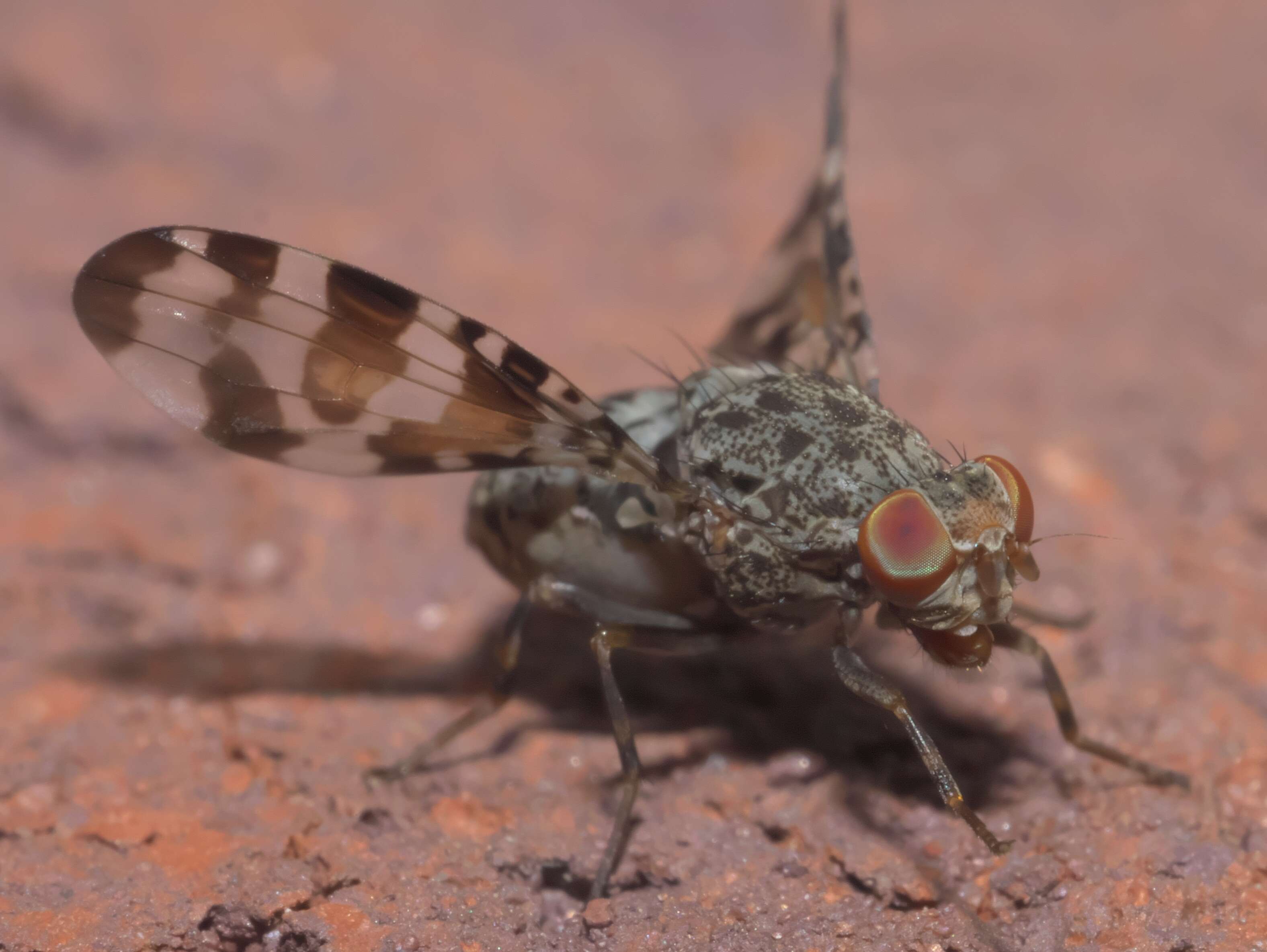 Plancia ëd Pseudotephritis approximata Banks 1914