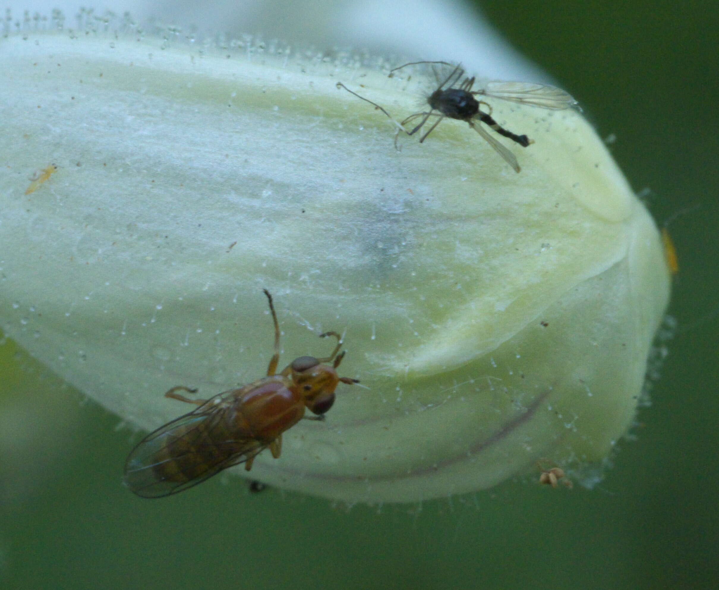 Image de Ectecephala