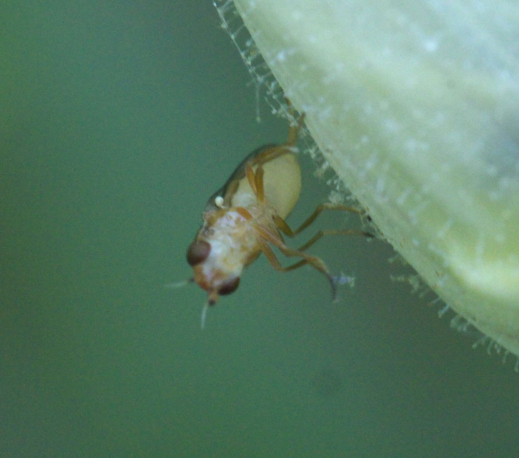 Image de Ectecephala