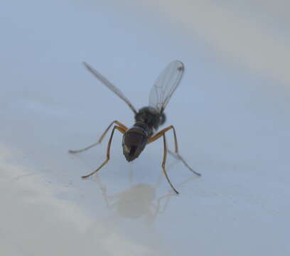 Image of black scavenger flies