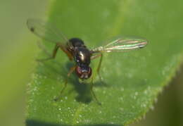 Image of black scavenger flies