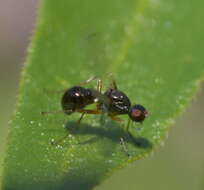 Image of black scavenger flies