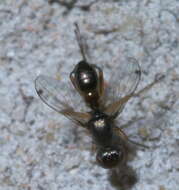 Image of Black scavenger fly