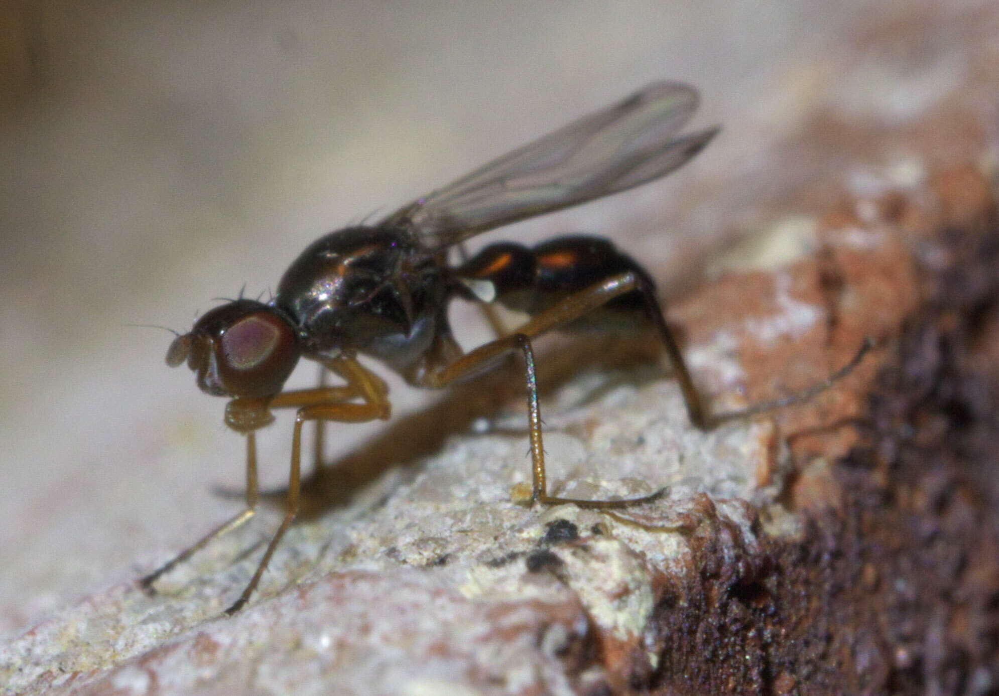 Image of Black scavenger fly