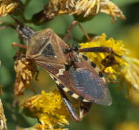 Image of Black scavenger fly