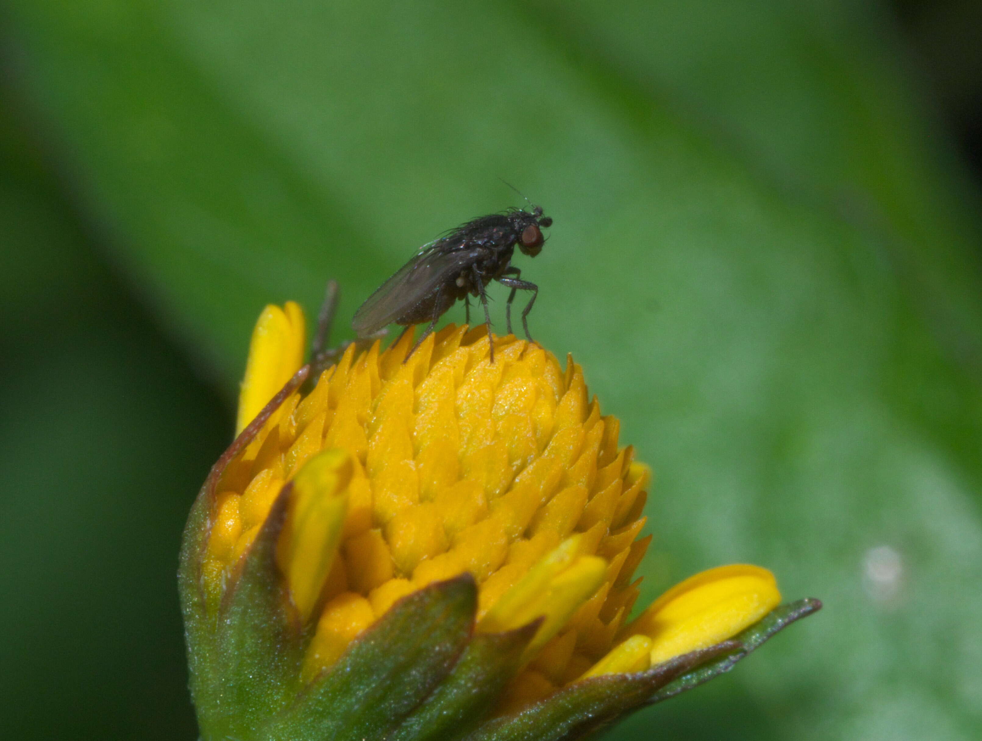 Image of Leptocera