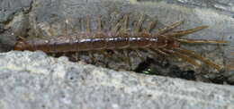 Image of garden centipedes