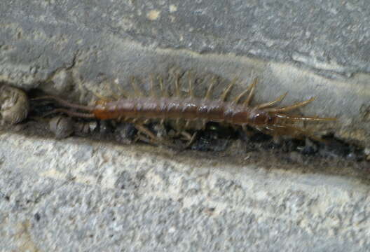 Image of garden centipedes